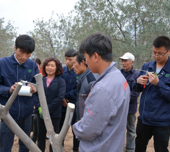 公司從產業鏈起始端著手，引進良種優苗，繁育基地苗圃，優化樹種，以優質的橄欖樹苗為生產特級初榨橄欖油提供基礎保障。在以自建萬畝國家標準化油橄欖..